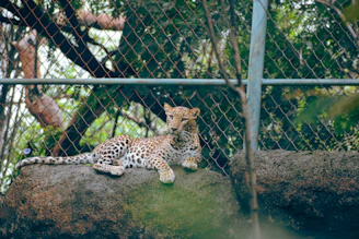 A leopard is resting on a large rock inside an enclosure. The background shows a chain-link fence and green foliage, indicating a zoo or wildlife sanctuary environment. The leopard's spotted fur contrasts with the dark, natural surroundings.
