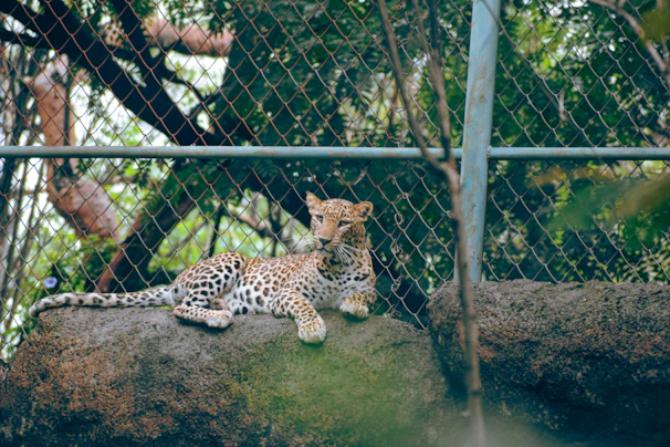 A leopard is resting on a large rock inside an enclosure. The background shows a chain-link fence and green foliage, indicating a zoo or wildlife sanctuary environment. The leopard's spotted fur contrasts with the dark, natural surroundings.