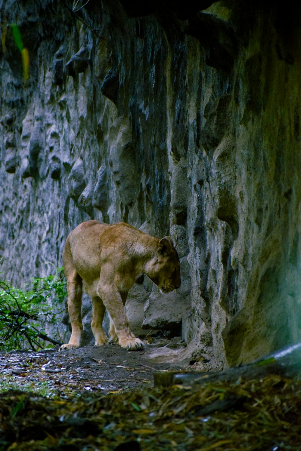 a lion standing on a rock