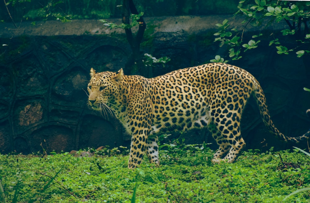 a leopard walking in the grass
