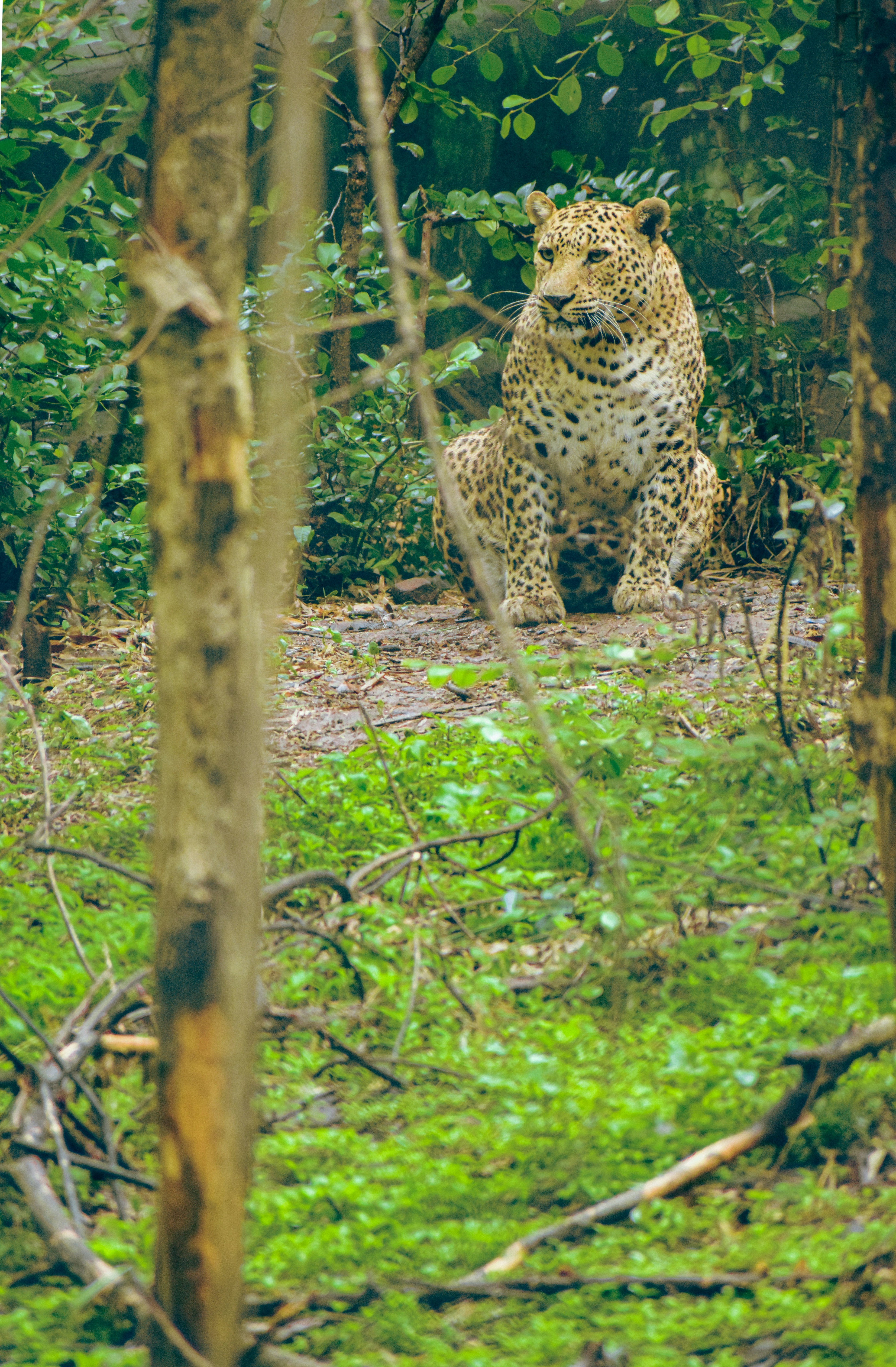 Habitat in Peril (image credits: unsplash)