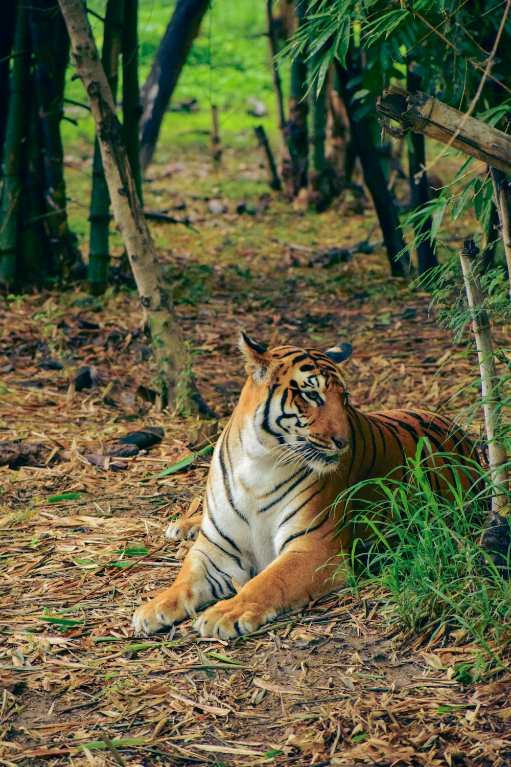 a tiger lying in the woods