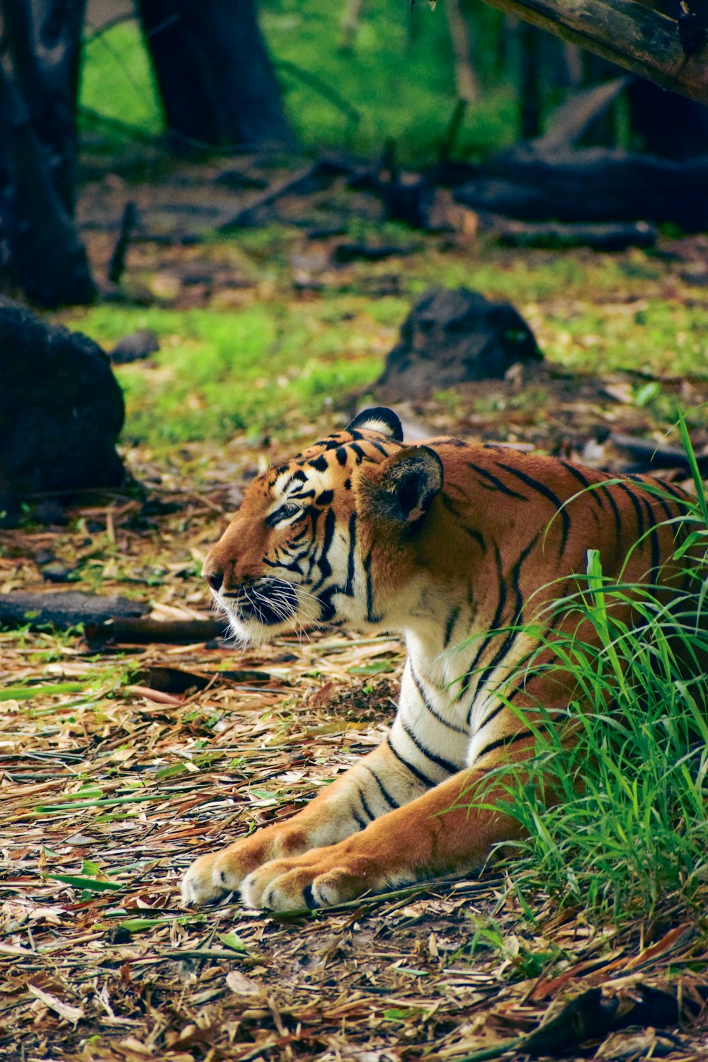 a tiger lying down