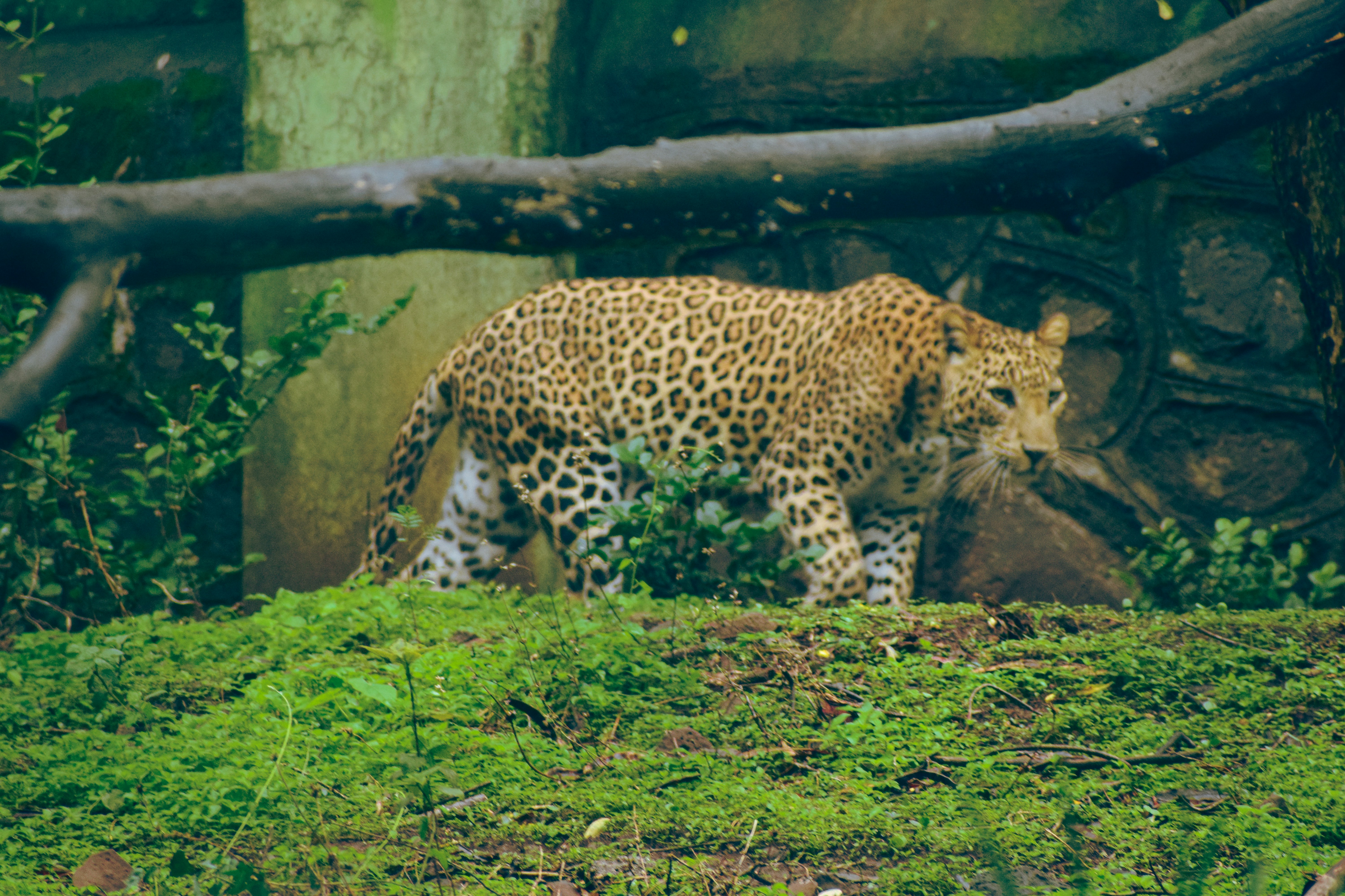 Leopard Ghosts: Kings of Overgrown Estates (image credits: unsplash)