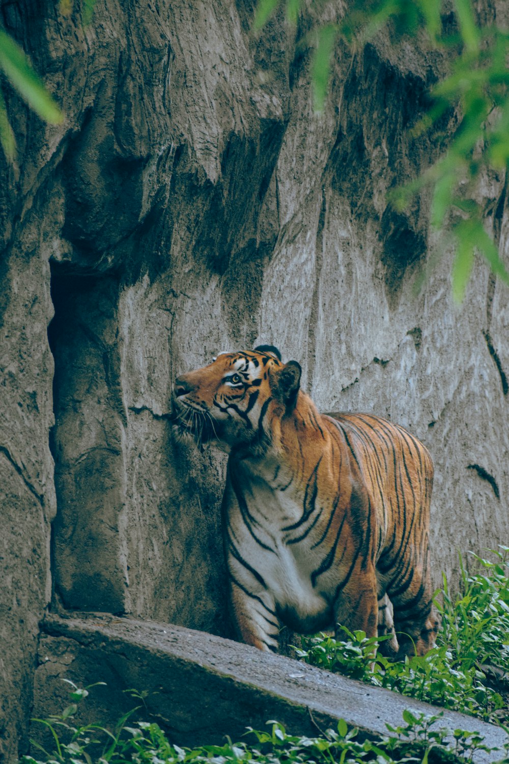a tiger standing in front of a tree