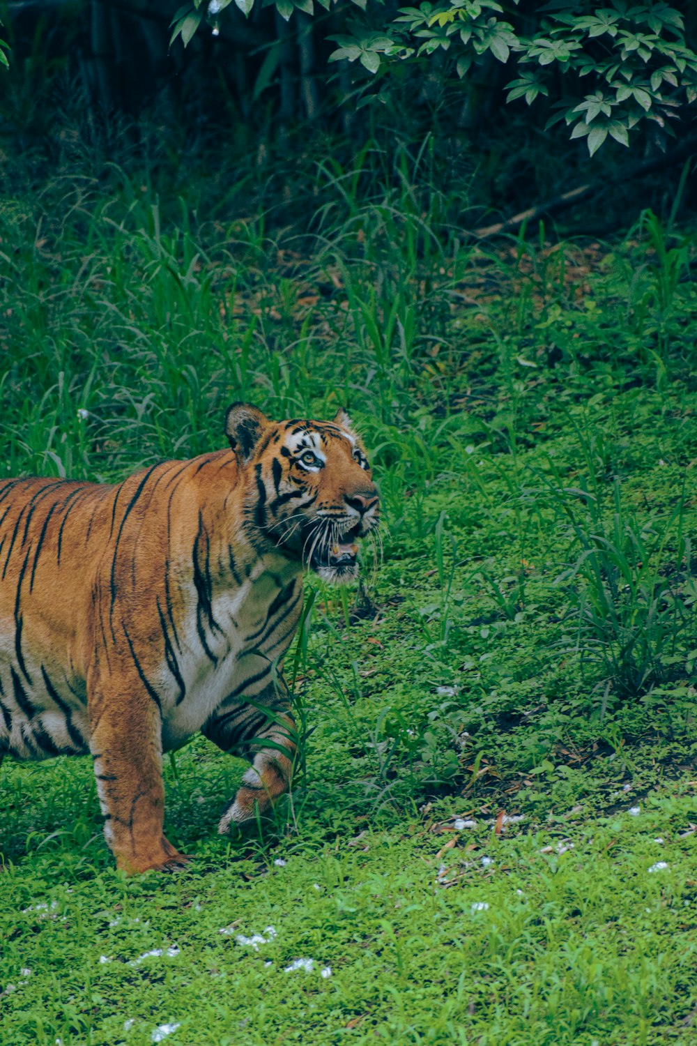 a tiger walking in the grass