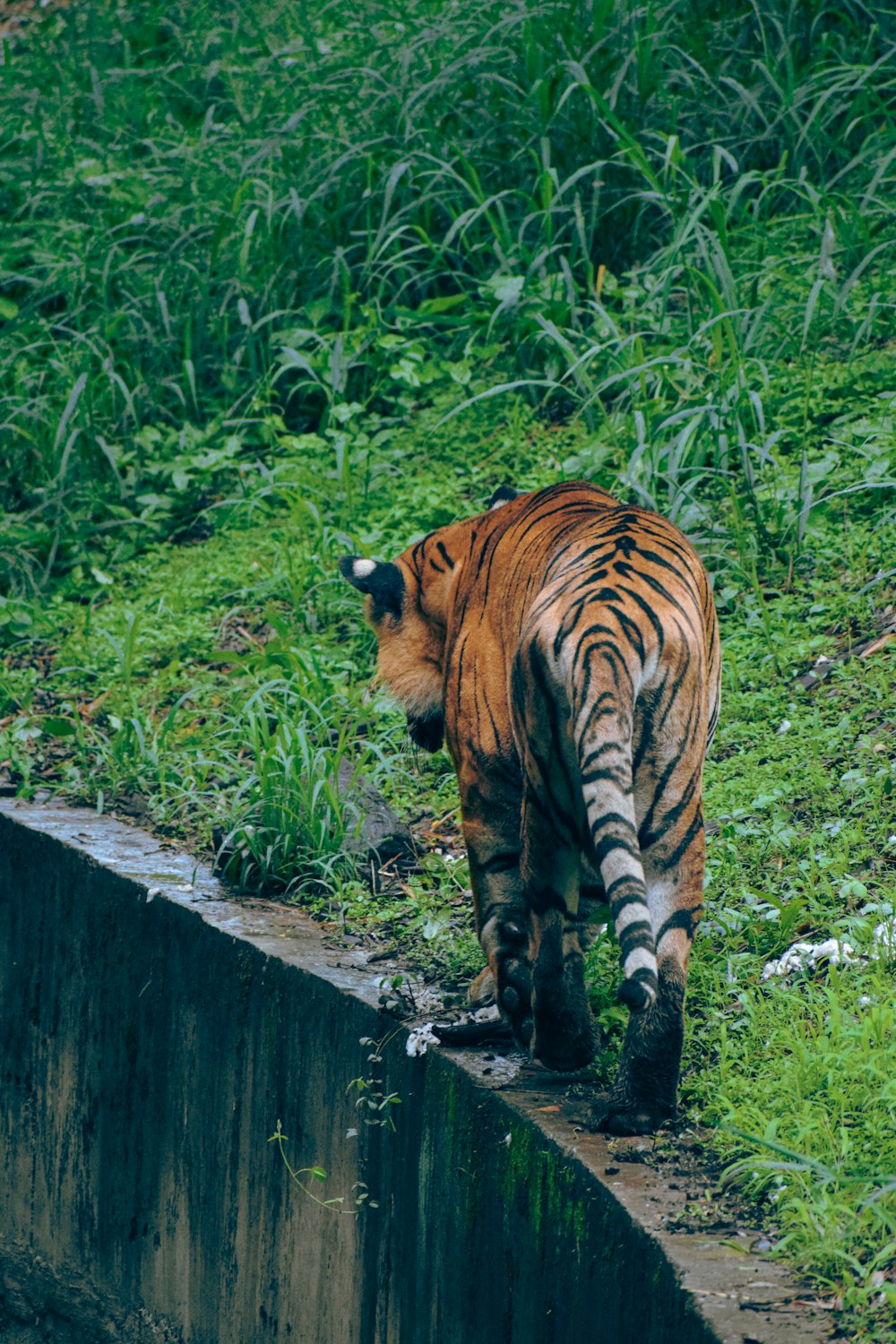 a tiger walking on a log