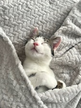 a cat lying in a blanket