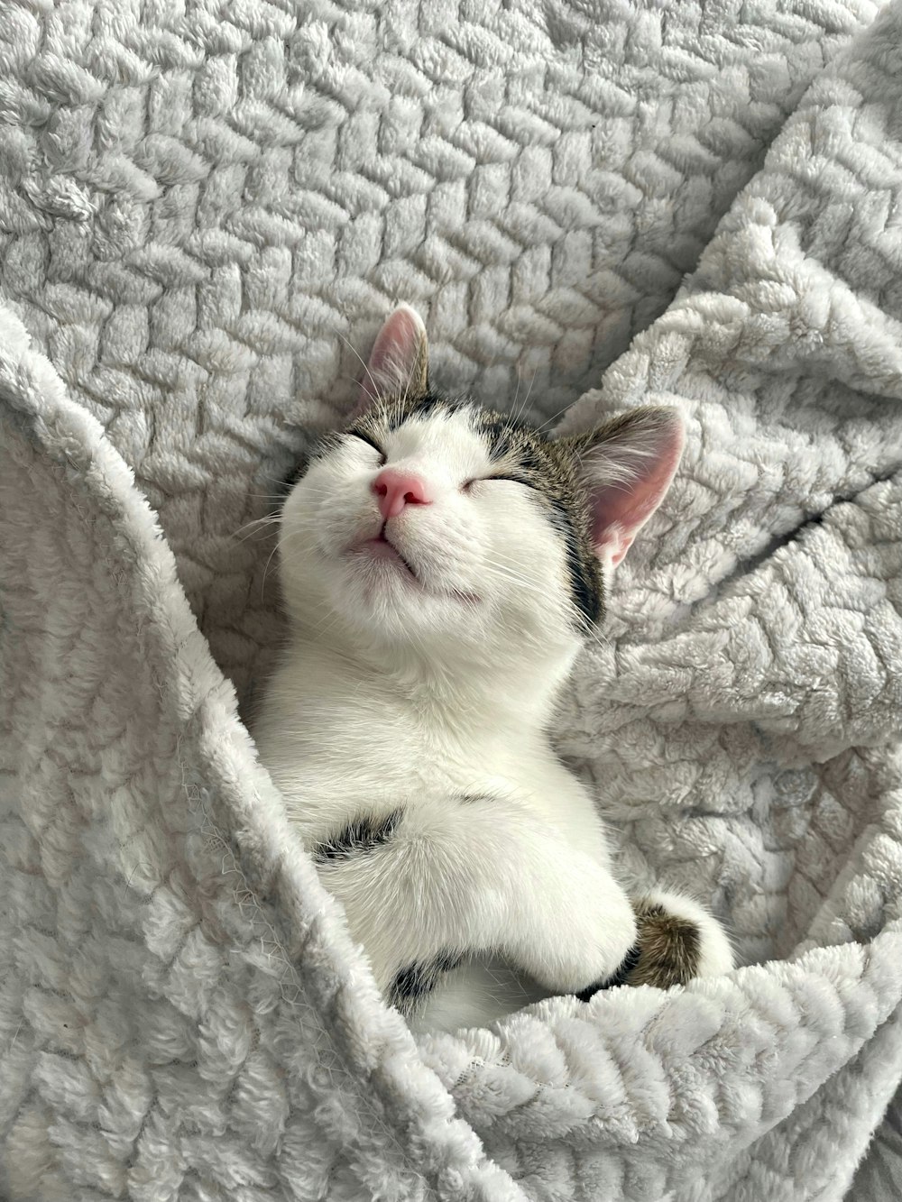 a cat lying in a blanket