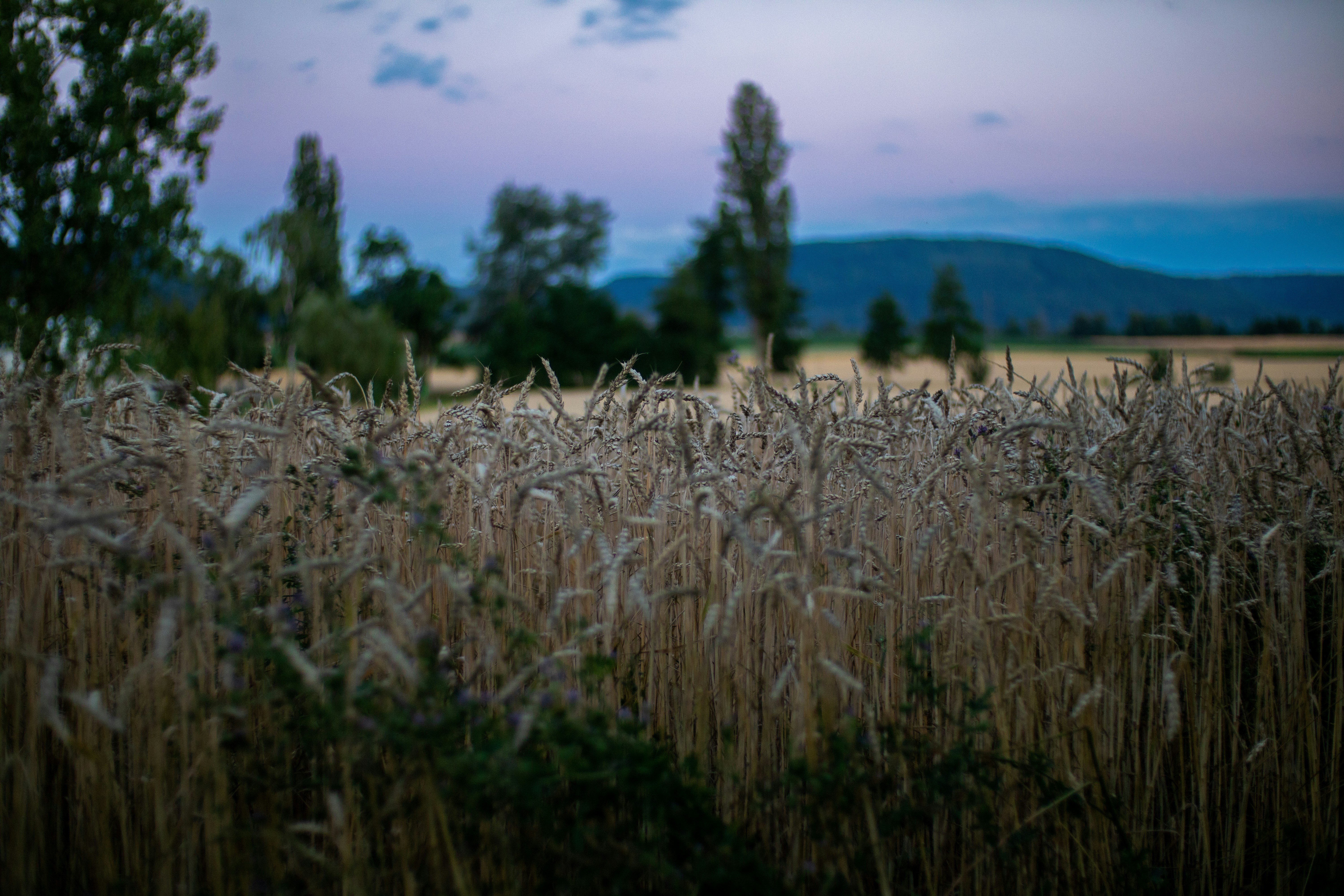 ein Weizenfeld mit Bäumen im Hintergrund