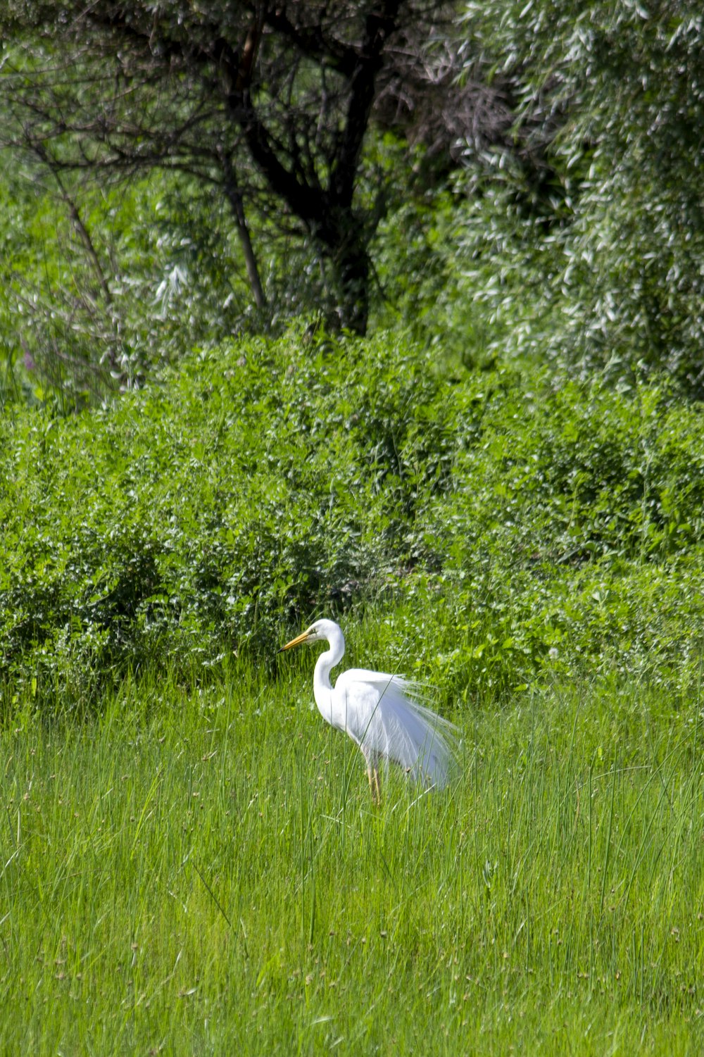 a white bird in a grassy area