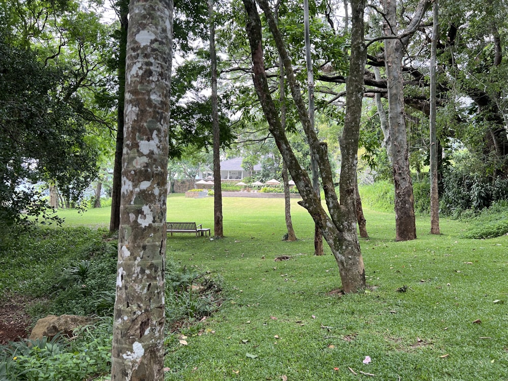 a park with trees and grass