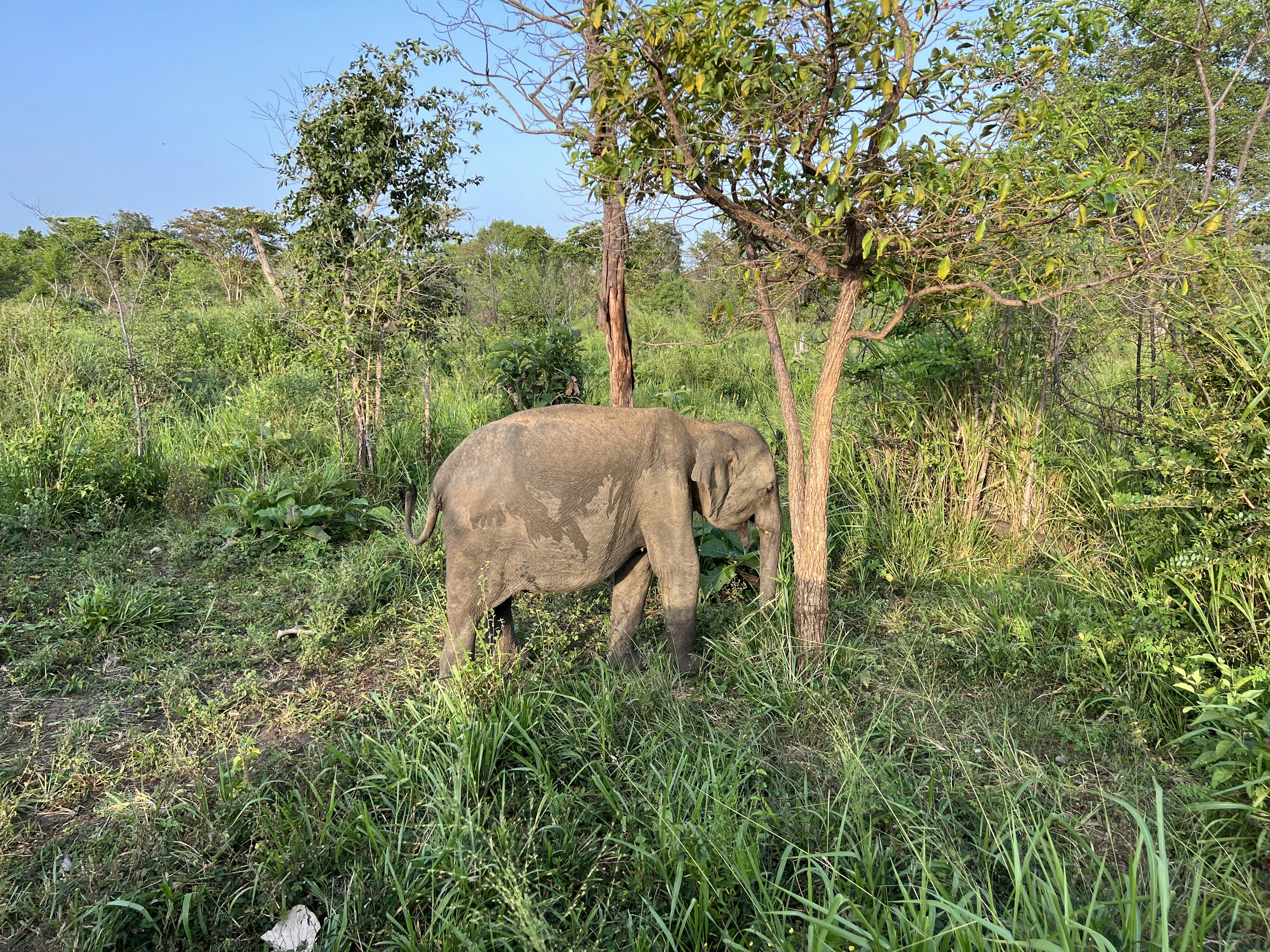 an elephant in the wild