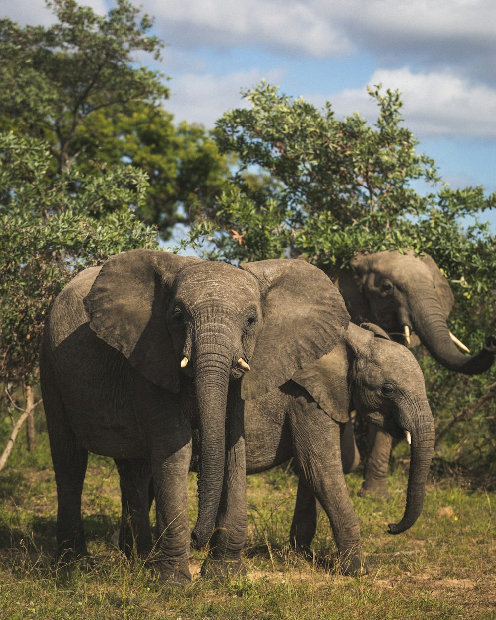 a group of elephants stand in a grassy field