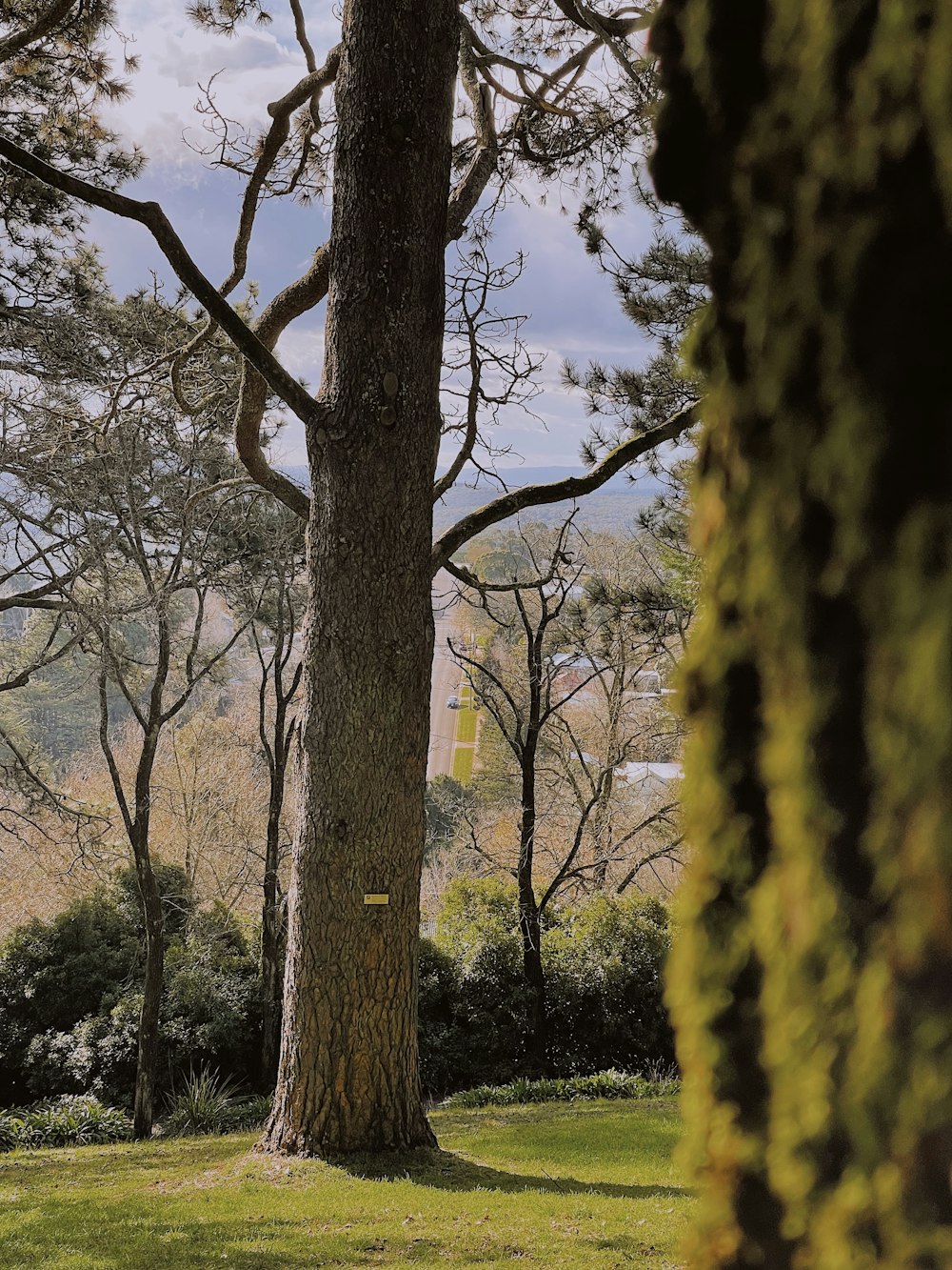 a tree in a park