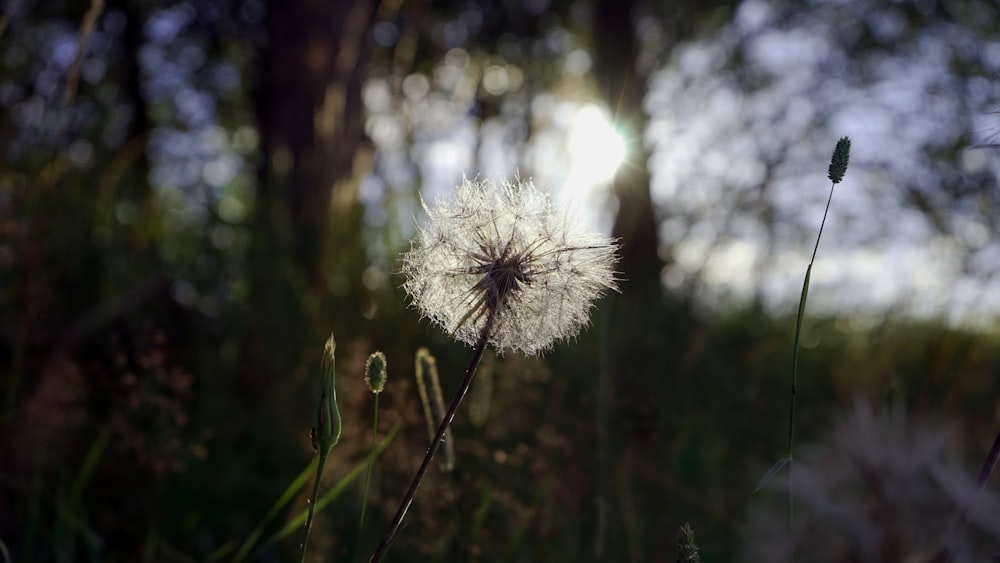 a dandelion flower on a plant