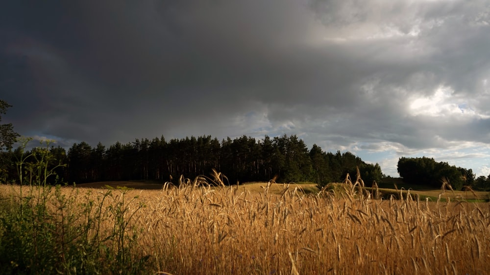 a field with trees in the background