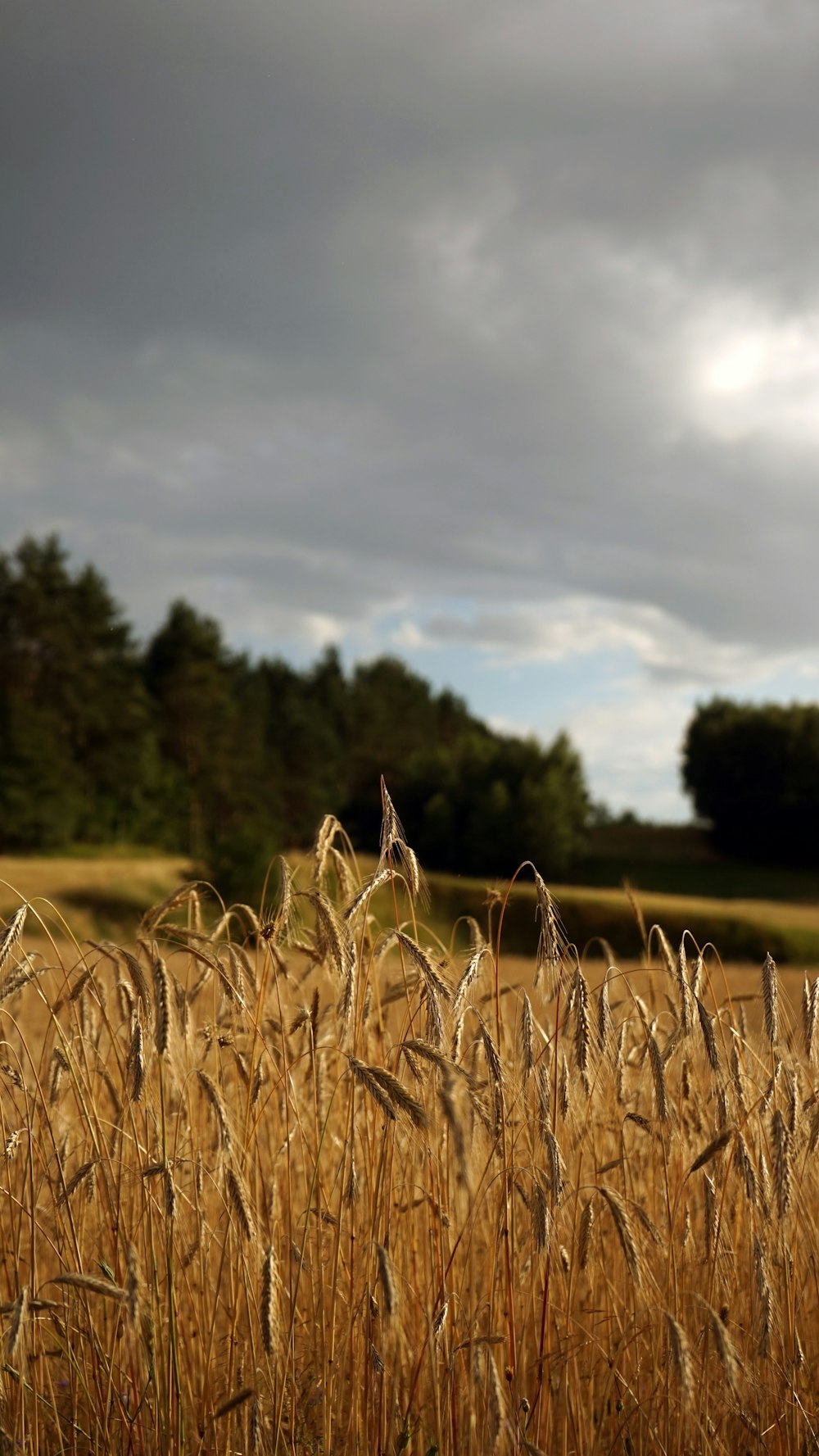 a field of wheat with trees in the background