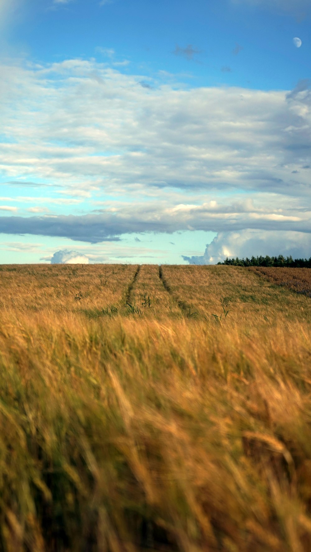 Un campo cubierto de hierba con un cielo azul