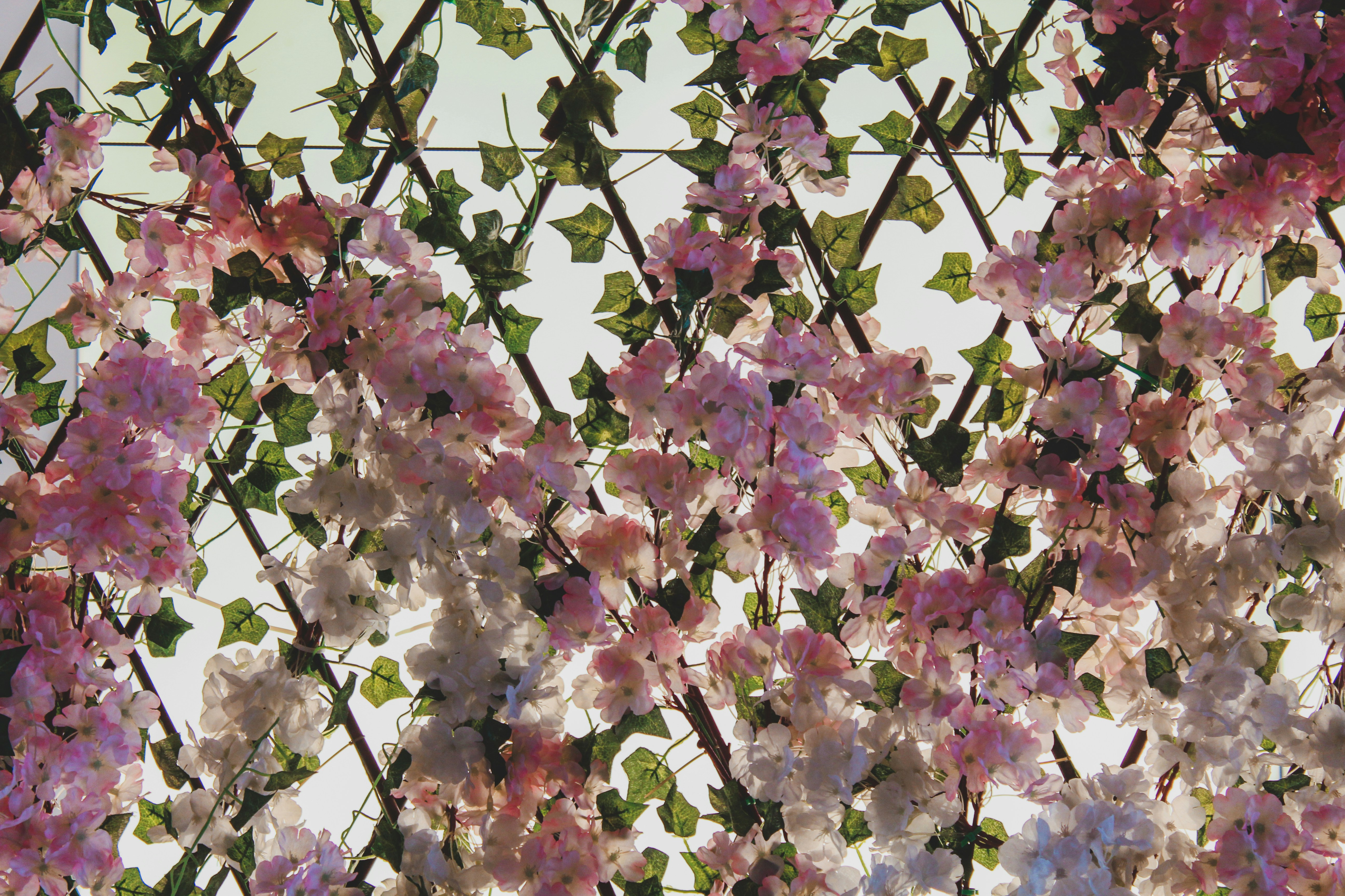 Photo by czapp_arpad