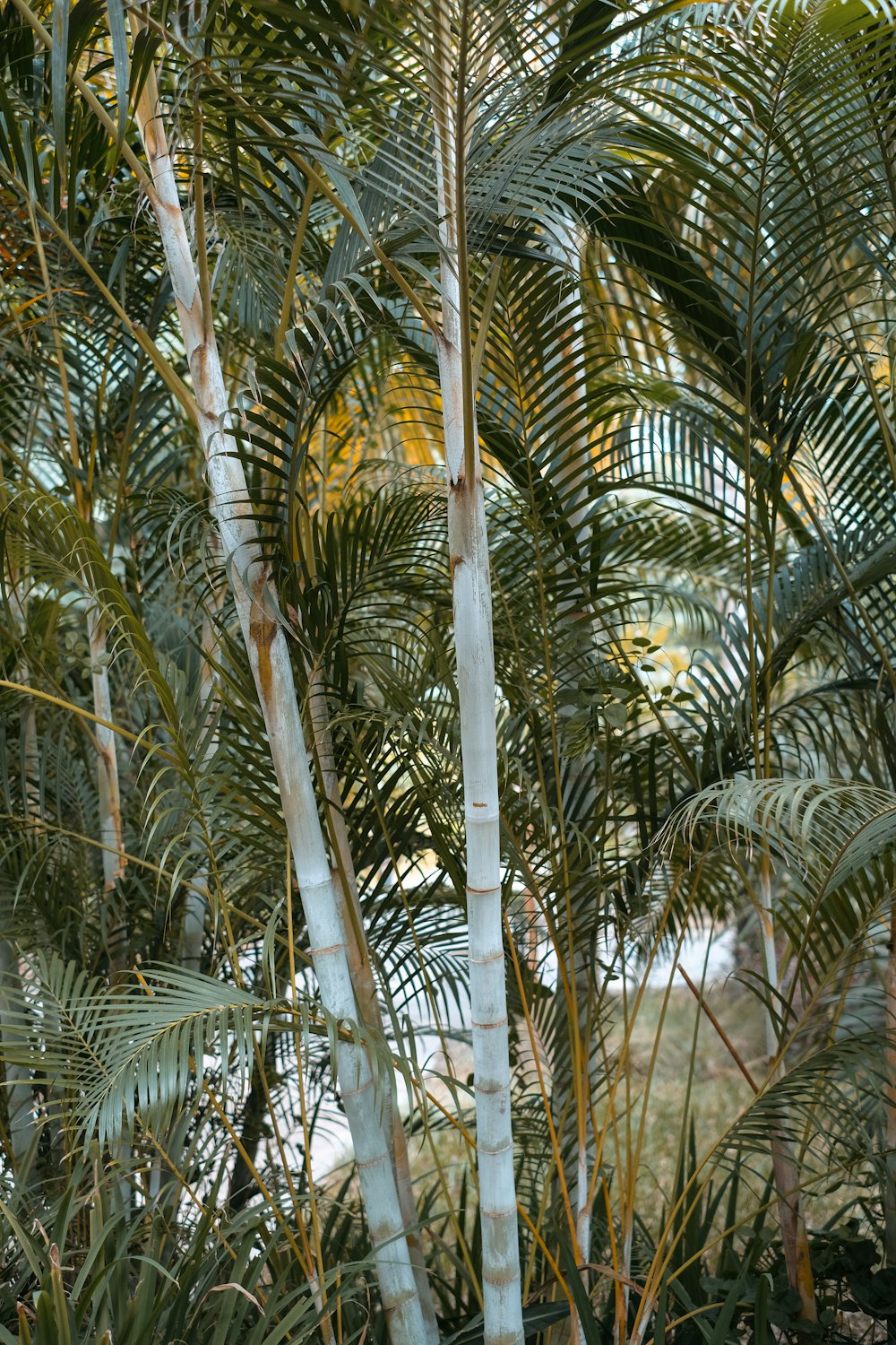 a group of palm trees