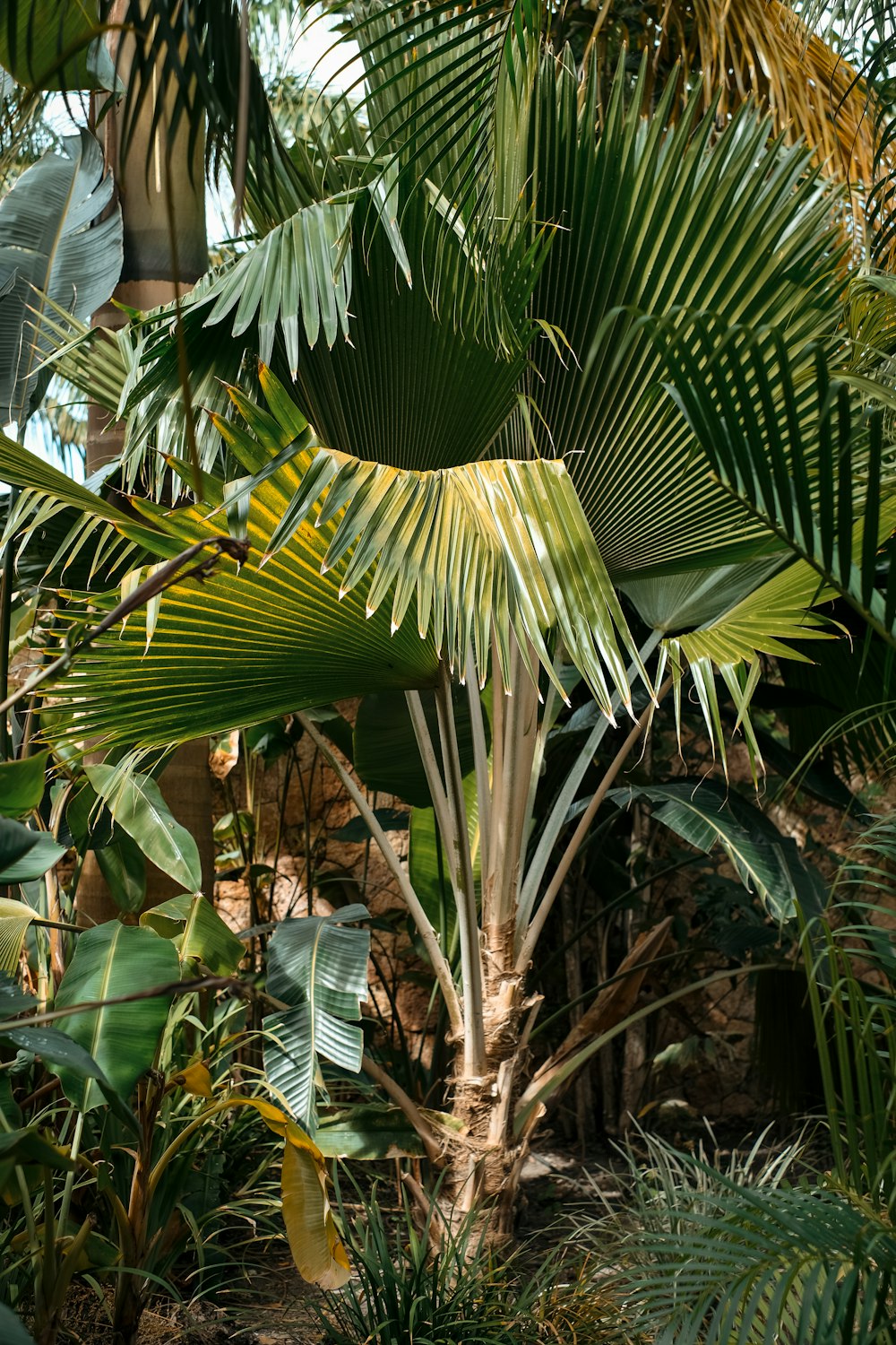 a group of palm trees