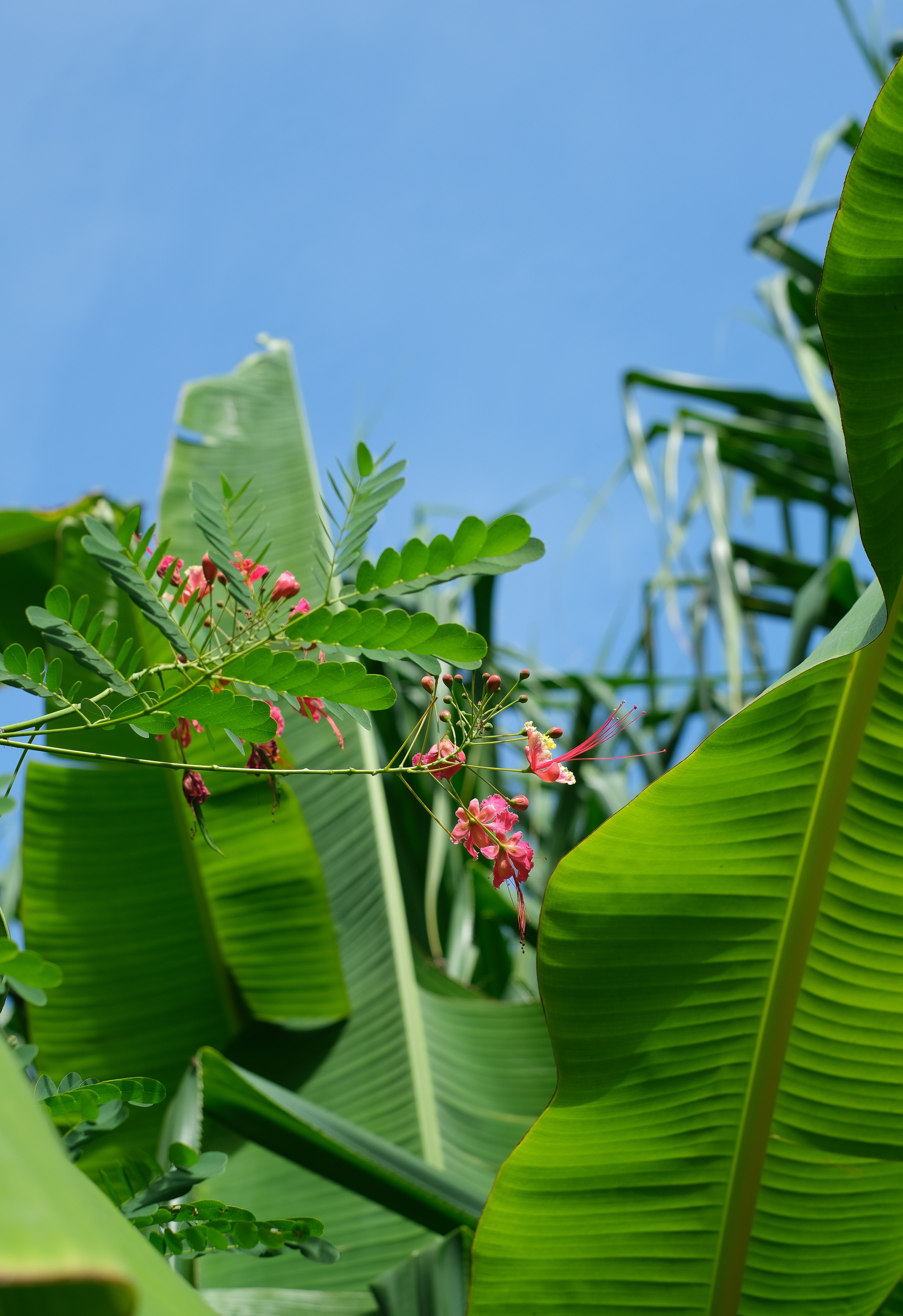 a plant with flowers