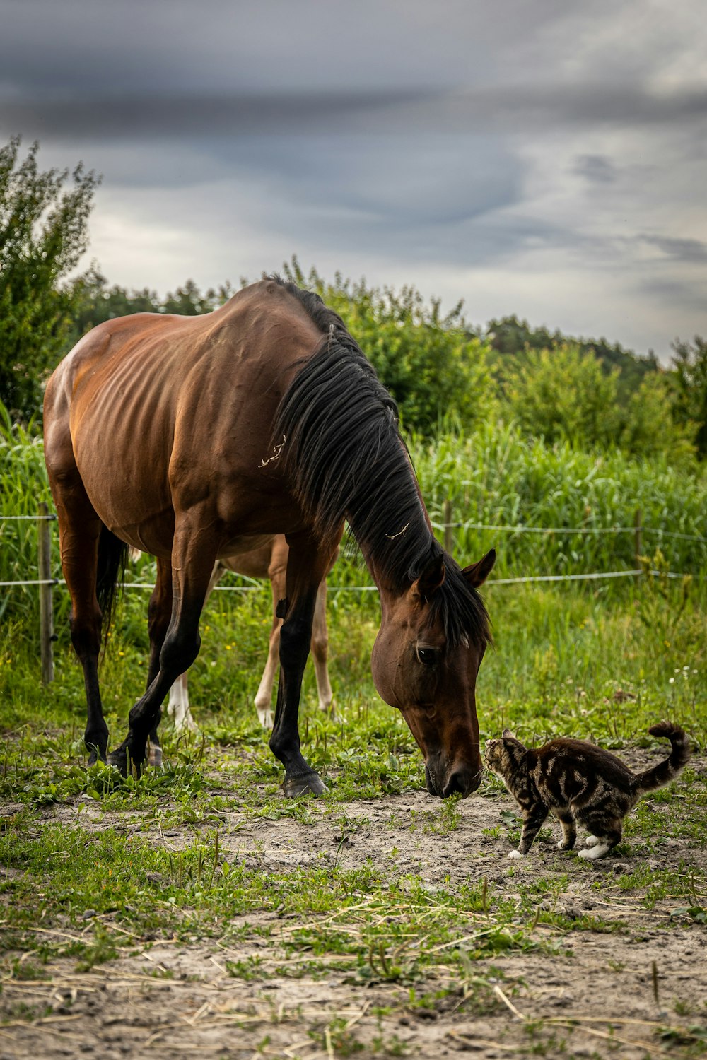 a horse and a dog in a fenced in pasture
