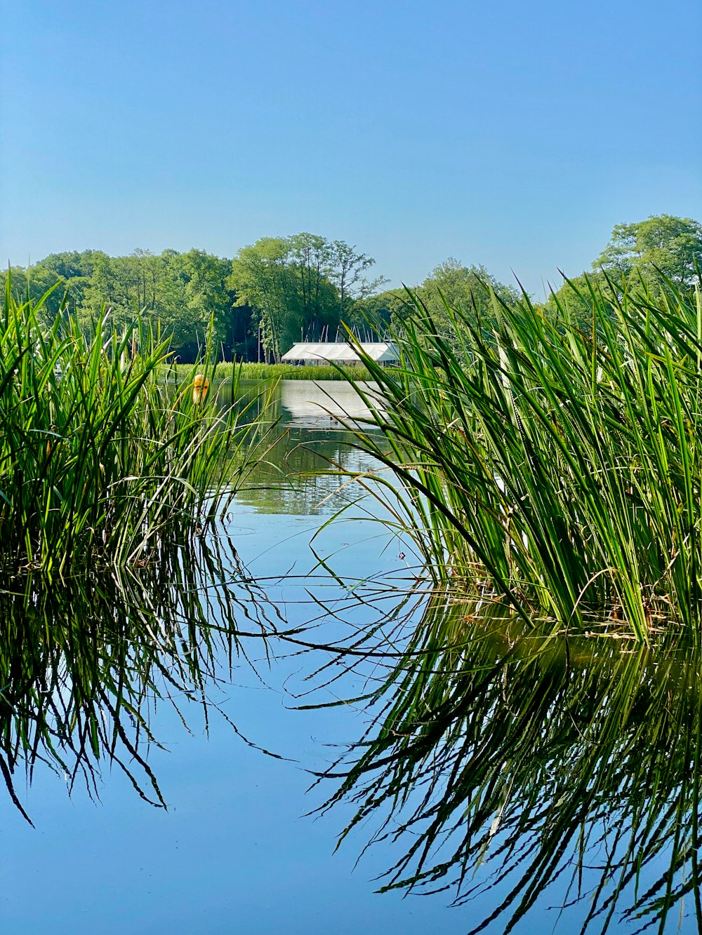 a body of water with plants around it