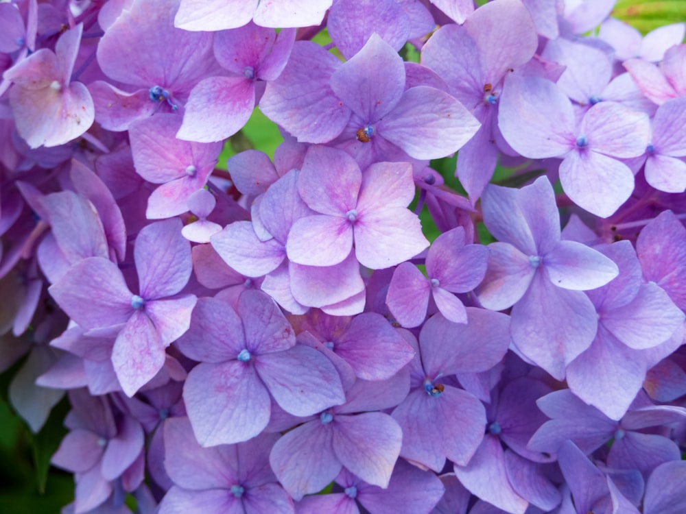 a group of purple flowers