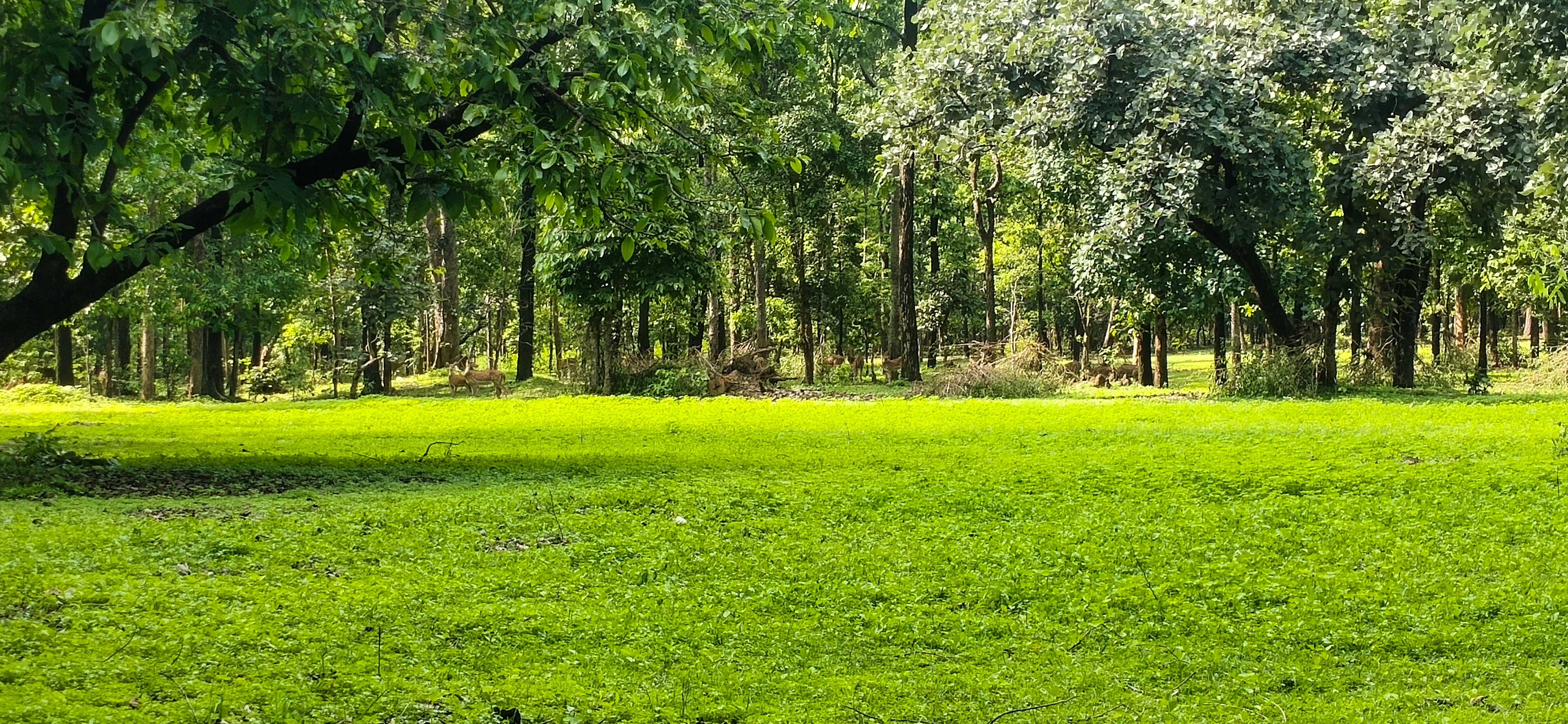 Photo by priyank786