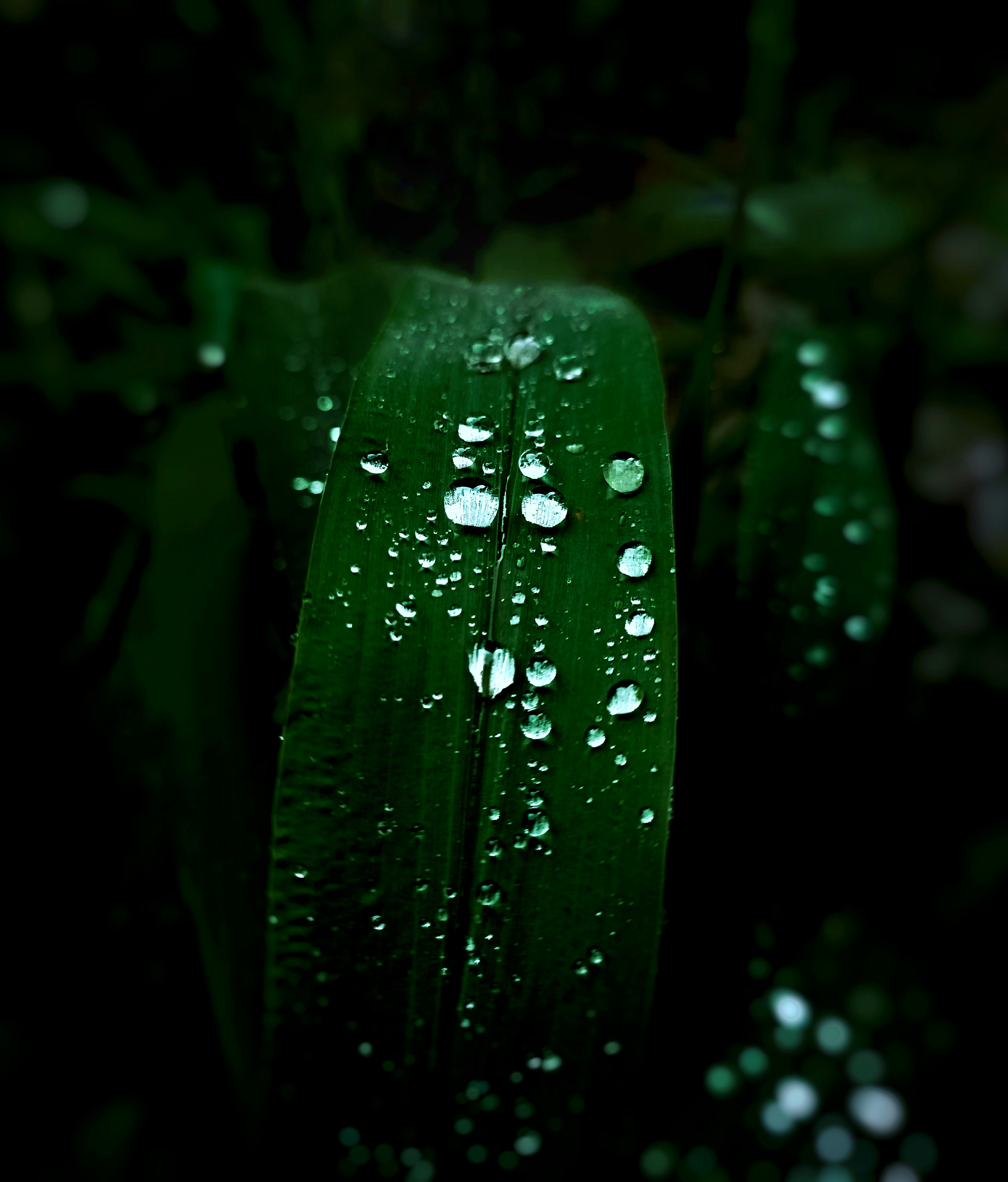 Photo by vikrantsingh__771