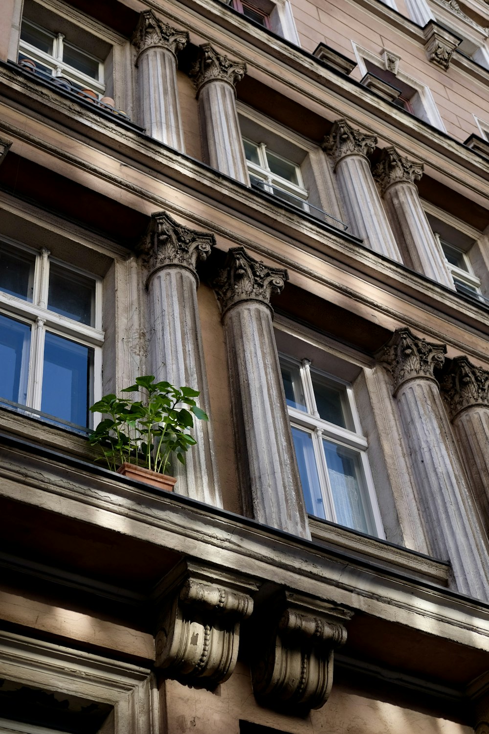 a building with a plant on the windows