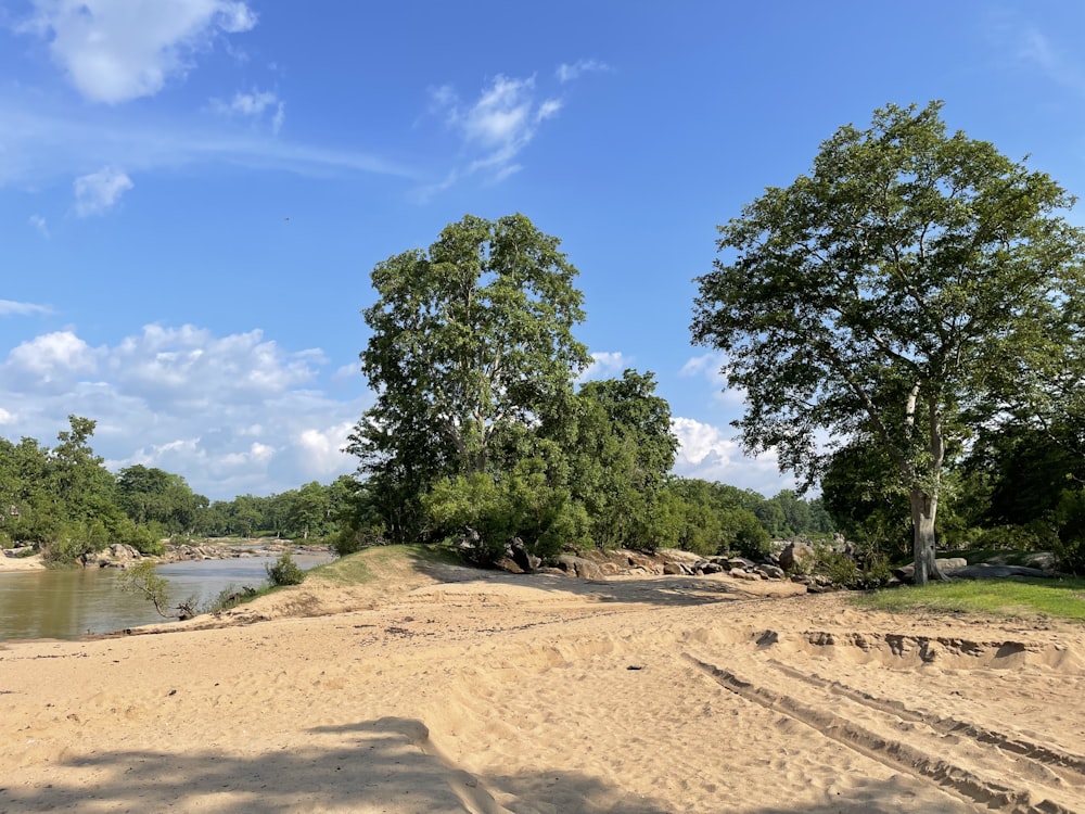 a sandy beach with trees and water