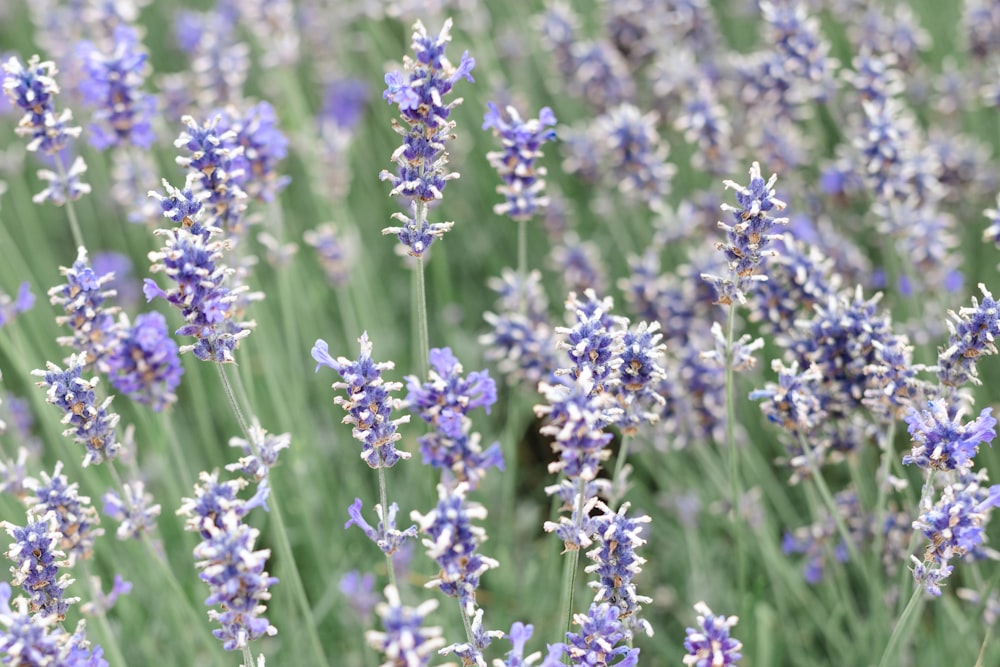 a close up of a flower