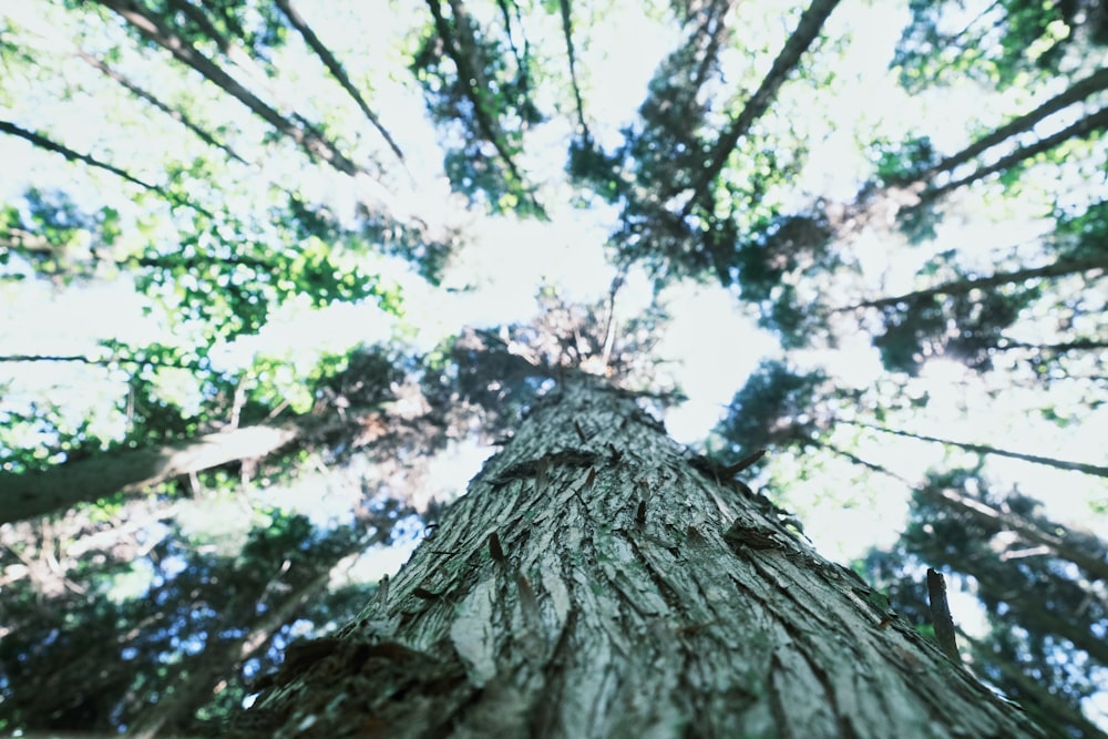 a tree with many branches