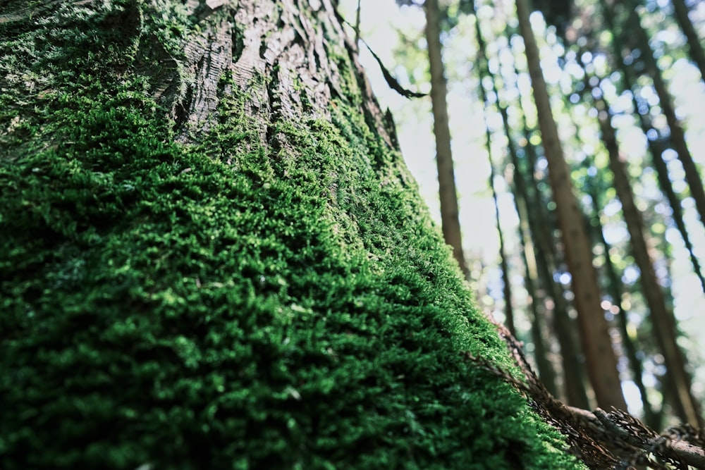 a close-up of a tree