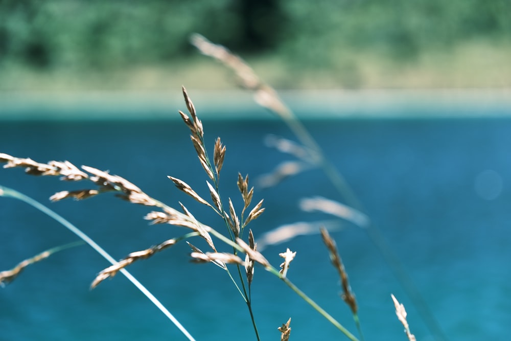 close-up of a plant