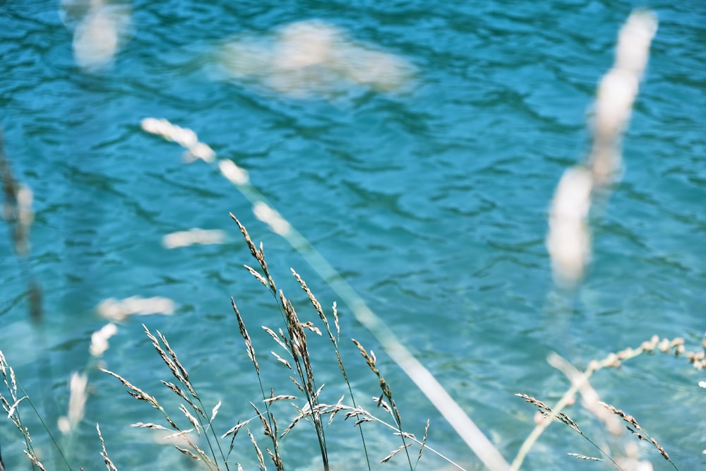 a close-up of some grass