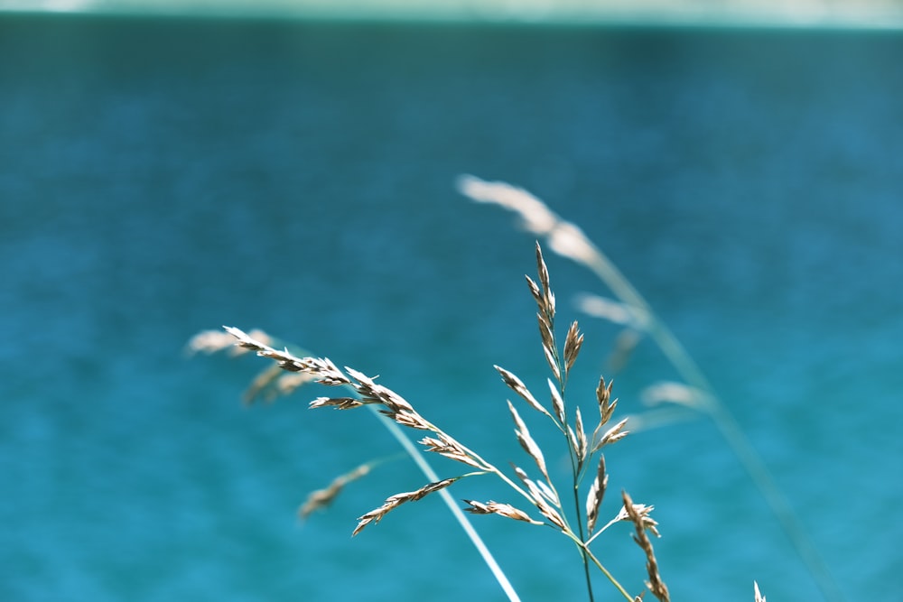 close-up of a plant