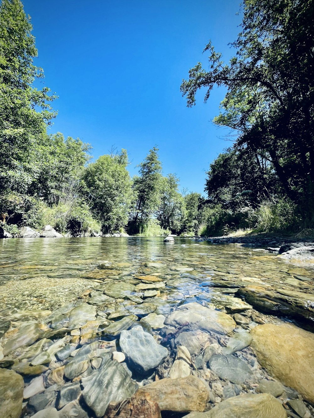 Une rivière avec des rochers et des arbres