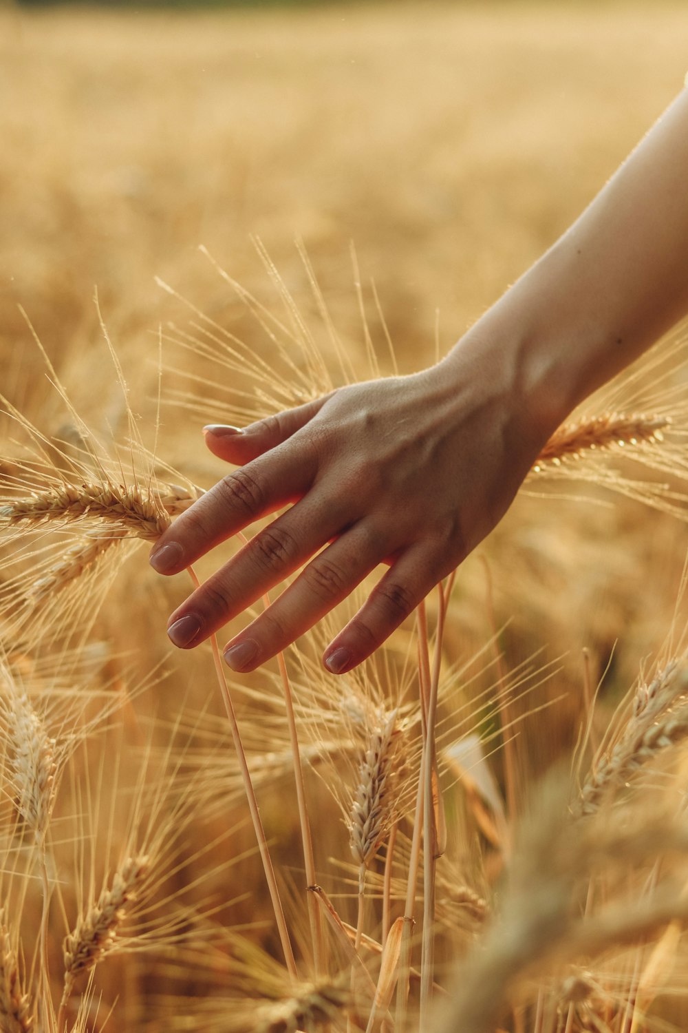 a person's hand touching a wheat field