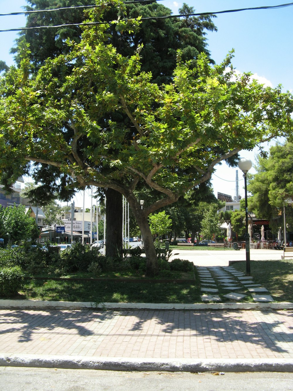 a tree in a park