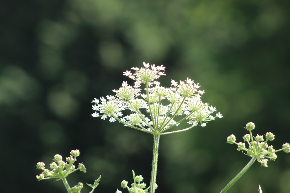 a close up of a flower