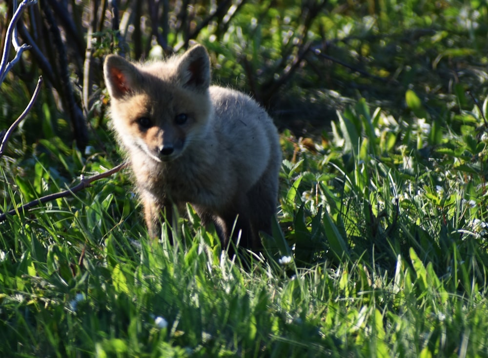 a small animal in the grass