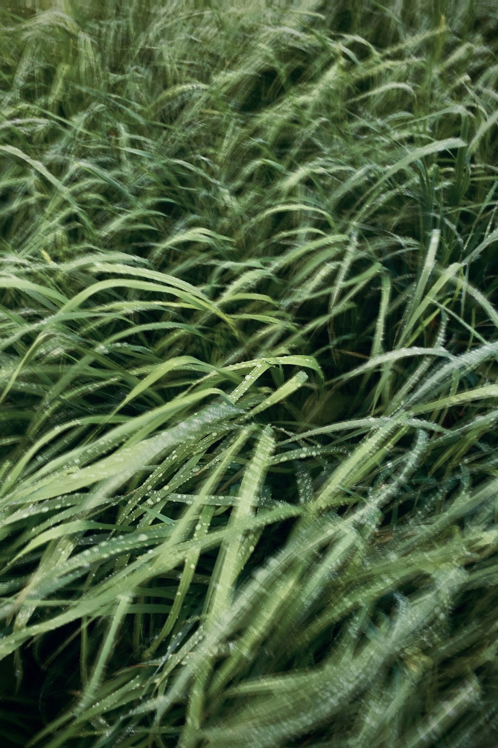 close up of grass