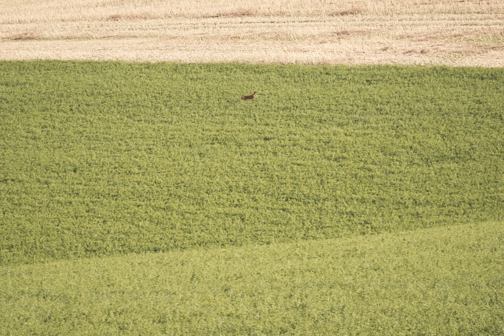 a bird in a field