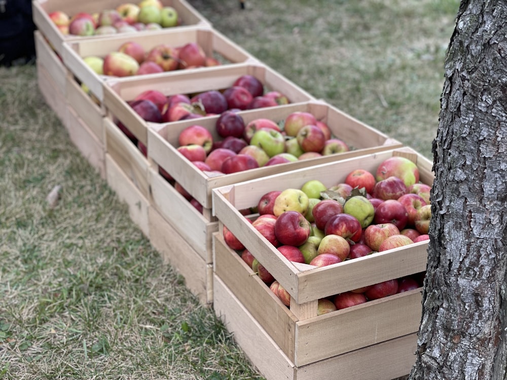 a couple of boxes of apples