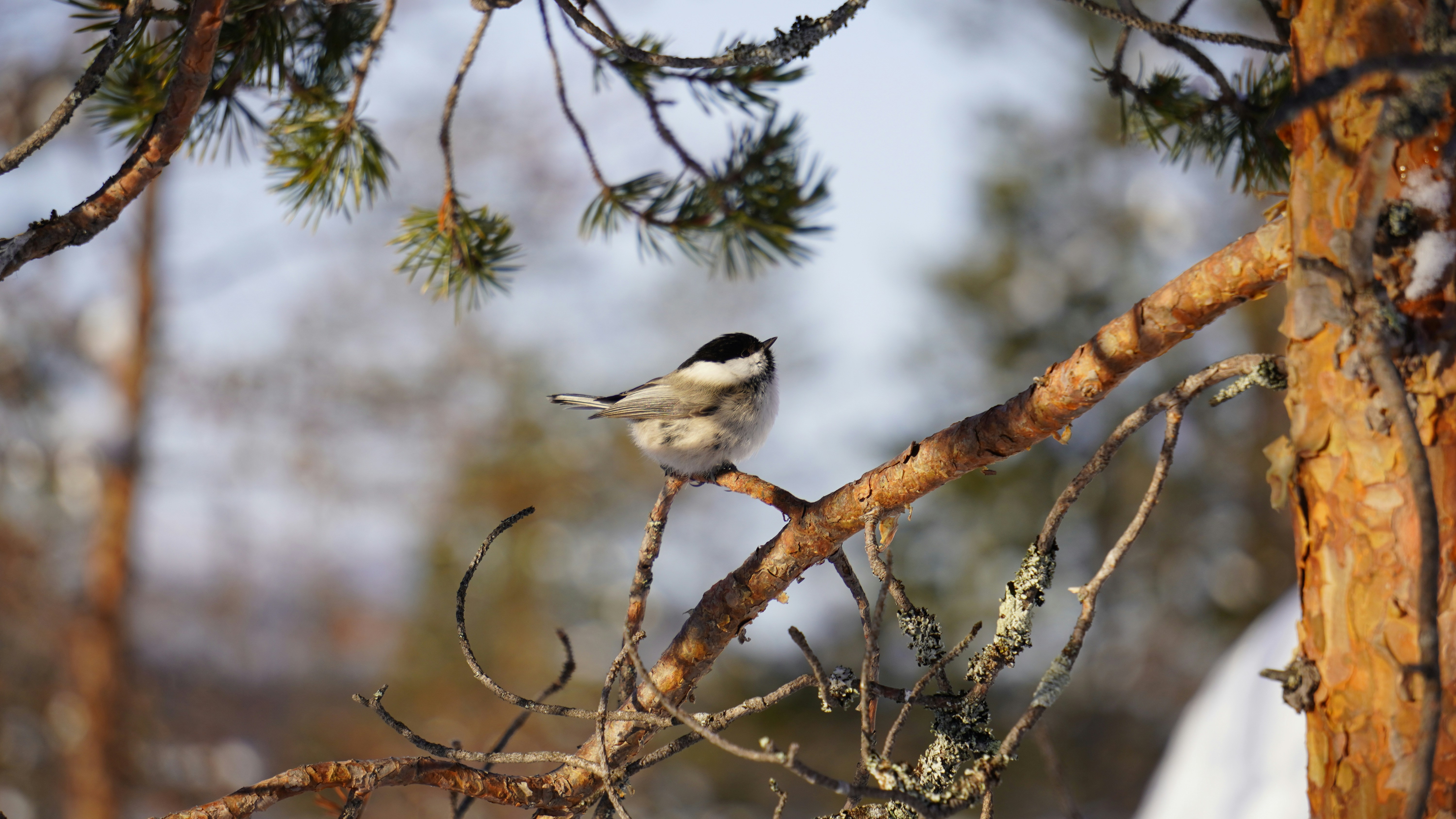 Photo by isabelleantonissen