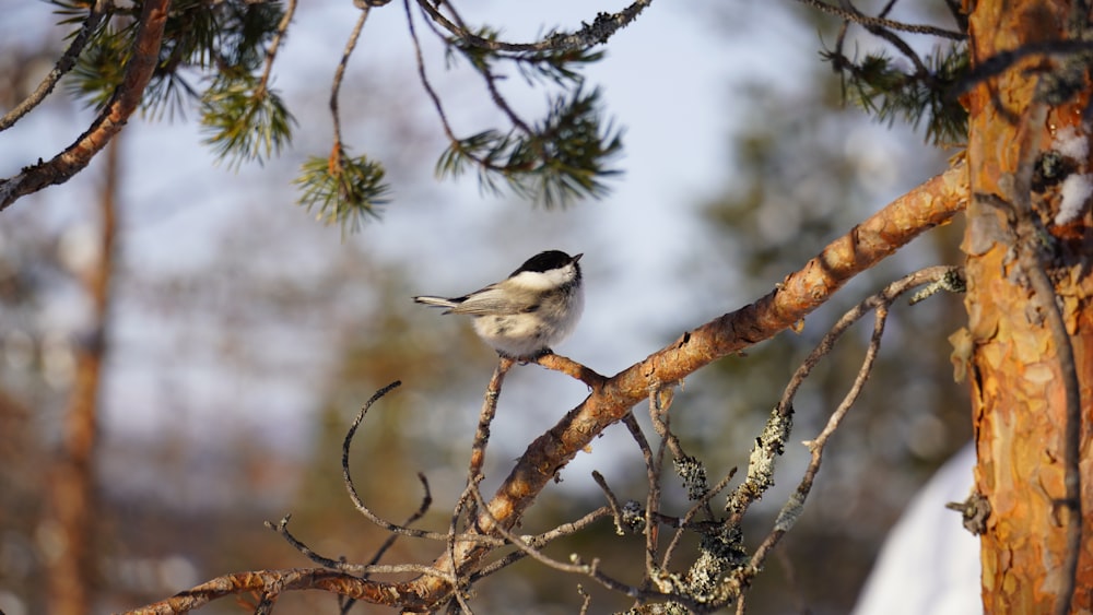 a bird perched on a tree branch